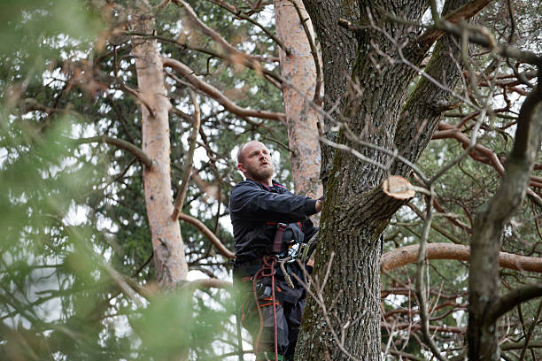 Mosinee, WI Tree Care Company